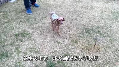 『売れ残った犬』の壮絶な物語…引き取り屋による『悲しい過去』と結末に涙「最期が幸せでよかった」「保護後の表情に感動」と495万再生