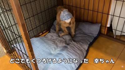 『売れ残った犬』の壮絶な物語…引き取り屋による『悲しい過去』と結末に涙「最期が幸せでよかった」「保護後の表情に感動」と495万再生