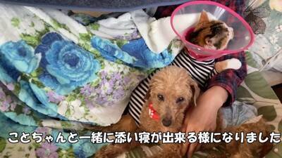 『売れ残った犬』の壮絶な物語…引き取り屋による『悲しい過去』と結末に涙「最期が幸せでよかった」「保護後の表情に感動」と495万再生