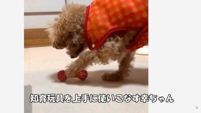 『売れ残った犬』の壮絶な物語…引き取り屋による『悲しい過去』と結末に涙「最期が幸せでよかった」「保護後の表情に感動」と495万再生