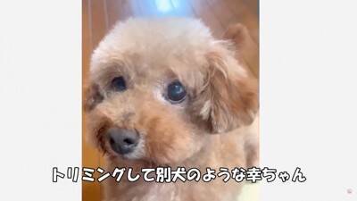 『売れ残った犬』の壮絶な物語…引き取り屋による『悲しい過去』と結末に涙「最期が幸せでよかった」「保護後の表情に感動」と495万再生