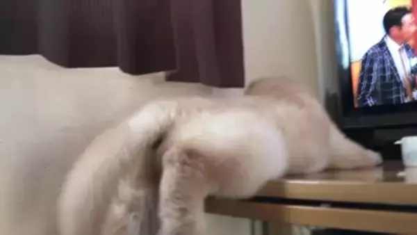 大型犬の赤ちゃんが『テレビに釘付けになっている』と思ったら…まさかの『アナウンサーに恋をしてしまった光景』が311万再生「尊すぎる」