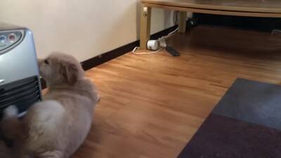 大型犬の赤ちゃんが『テレビに釘付けになっている』と思ったら…まさかの『アナウンサーに恋をしてしまった光景』が311万再生「尊すぎる」