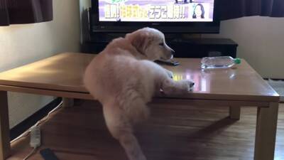 大型犬の赤ちゃんが『テレビに釘付けになっている』と思ったら…まさかの『アナウンサーに恋をしてしまった光景』が311万再生「尊すぎる」