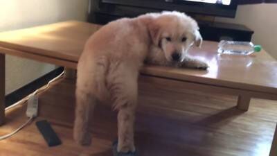 大型犬の赤ちゃんが『テレビに釘付けになっている』と思ったら…まさかの『アナウンサーに恋をしてしまった光景』が311万再生「尊すぎる」