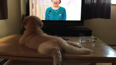 大型犬の赤ちゃんが『テレビに釘付けになっている』と思ったら…まさかの『アナウンサーに恋をしてしまった光景』が311万再生「尊すぎる」