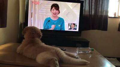 大型犬の赤ちゃんが『テレビに釘付けになっている』と思ったら…まさかの『アナウンサーに恋をしてしまった光景』が311万再生「尊すぎる」