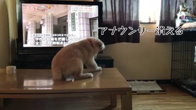 大型犬の赤ちゃんが『テレビに釘付けになっている』と思ったら…まさかの『アナウンサーに恋をしてしまった光景』が311万再生「尊すぎる」