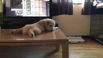 大型犬の赤ちゃんが『テレビに釘付けになっている』と思ったら…まさかの『アナウンサーに恋をしてしまった光景』が311万再生「尊すぎる」