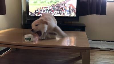 大型犬の赤ちゃんが『テレビに釘付けになっている』と思ったら…まさかの『アナウンサーに恋をしてしまった光景』が311万再生「尊すぎる」