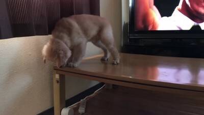 大型犬の赤ちゃんが『テレビに釘付けになっている』と思ったら…まさかの『アナウンサーに恋をしてしまった光景』が311万再生「尊すぎる」