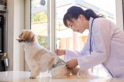 犬の『失禁』を引き起こす5つの原因　注意すべき病気の可能性も？日常で取り組める改善策まで