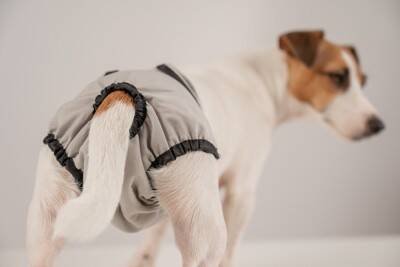 犬の『失禁』を引き起こす5つの原因　注意すべき病気の可能性も？日常で取り組める改善策まで