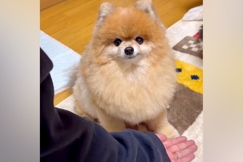 犬がはじめて『お手』をできるようになった結果…あまりにも可愛い『パシパシたたく光景』に絶賛「しばくスタイルで草」「可愛すぎて5回見た」
