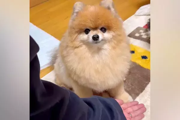 犬がはじめて『お手』をできるようになった結果…あまりにも可愛い『パシパシたたく光景』に絶賛「しばくスタイルで草」「可愛すぎて5回見た」