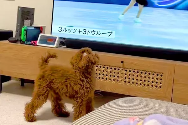 冬季オリンピックの『フィギュアスケート』を見る犬→選手が回ると…影響されすぎた『まさかの光景』が45万再生「素晴らしい演技」と絶賛