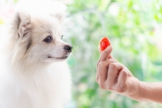 犬の健康を維持する『5つの食材』人間と一緒に食べられるものはあるの？