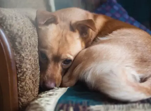 犬が『助けてほしい』ときにみせる仕草や行動５選　早急に対処が必要な危険な状態とは？
