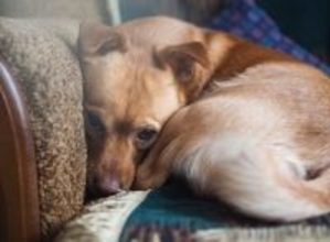 犬が『助けてほしい』ときにみせる仕草や行動５選　早急に対処が必要な危険な状態とは？