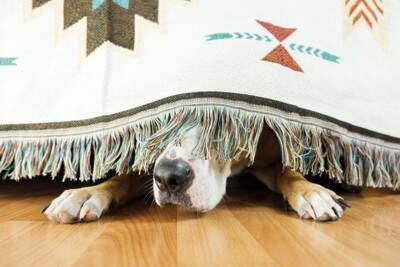 犬が『助けてほしい』ときにみせる仕草や行動５選　早急に対処が必要な危険な状態とは？