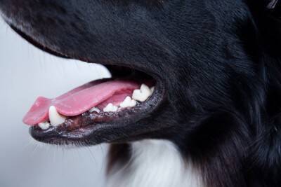 犬が『助けてほしい』ときにみせる仕草や行動５選　早急に対処が必要な危険な状態とは？