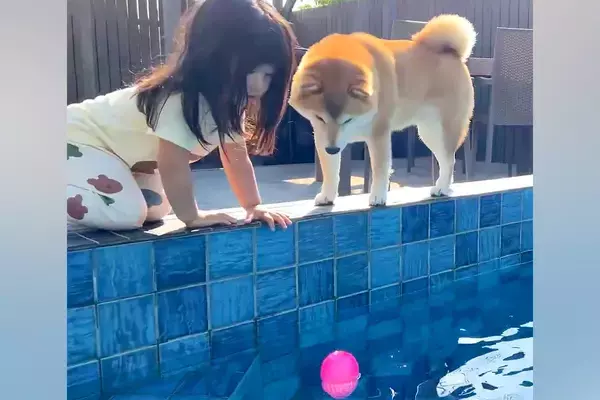 プールにボールを落とし、困り果てる犬→気付いた2歳の女の子が…本当の姉妹のような『優しい世界』が63万表示「なんて可愛い」「素晴らしい」