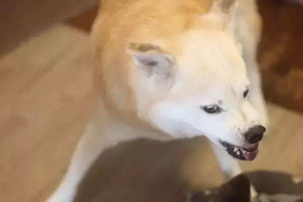 『多頭飼いに向いていない犬』の共通点4つ　他の犬との関わりが苦手なワンコの特徴とは？