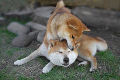 『多頭飼いに向いていない犬』の共通点4つ　他の犬との関わりが苦手なワンコの特徴とは？