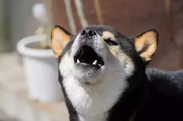 犬が『早朝になると吠える』5つの要因　大声で鳴き続けてしまうのはなぜ？トラブルを回避するための改善策まで