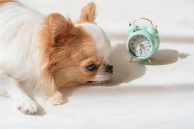 犬が『早朝になると吠える』5つの要因　大声で鳴き続けてしまうのはなぜ？トラブルを回避するための改善策まで