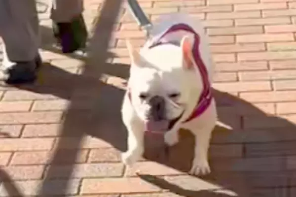 散歩中、リードを持つ人が『飼い主じゃない』と気付いた犬→思わず二度見して…露骨すぎる『態度』が61万再生「お前誰って目が好き」「顔ｗｗ」