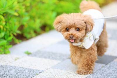 『寿命が長い犬』の特徴7選　平均寿命や健康的に長生きさせるためにできることまで
