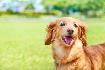 『寿命が長い犬』の特徴7選　平均寿命や健康的に長生きさせるためにできることまで