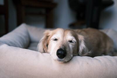 『寿命が長い犬』の特徴7選　平均寿命や健康的に長生きさせるためにできることまで