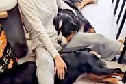 超大型犬4匹と暮らしたら、諦めなければいけないこと→自分の大きさを理解していない『幸せの大渋滞』が36万再生「甘えん坊」「最高の生活」