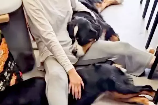 超大型犬4匹と暮らしたら、諦めなければいけないこと→自分の大きさを理解していない『幸せの大渋滞』が36万再生「甘えん坊」「最高の生活」