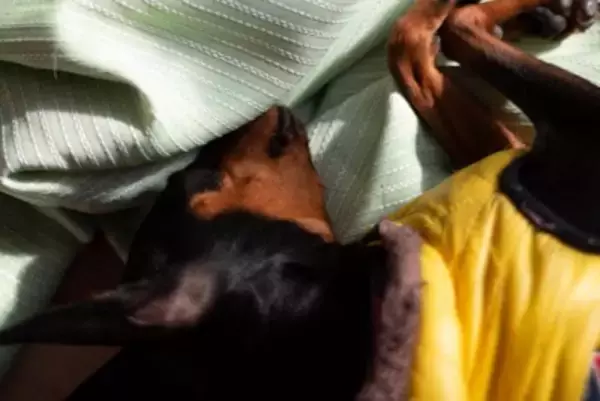 『寿命が短い犬』の共通点５選　不適切な飼育方法や長生きさせるためのポイントまで