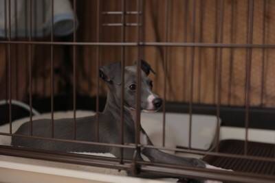 『寿命が短い犬』の共通点５選　不適切な飼育方法や長生きさせるためのポイントまで