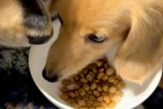 犬がごはんを食べていたら『他の犬』が隣にやってきて…あまりにも『食べづらすぎる光景』が面白いと話題「無言の圧ｗ」「食べたそうで草」