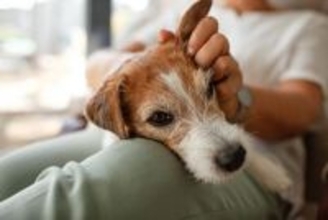 犬との暮らしで覚えておきたい『飼い始めの気持ち』4つ　初心を忘れないために飼い主ができることとは？