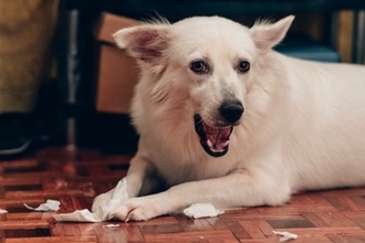 犬が『ティッシュ』で遊ぶのはなぜ？考えられる理由やイタズラを止めさせる方法まで