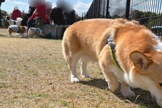 ドッグランを訪れた犬→周りの犬が元気すぎて…馴染めずに見せた『切ない表情』に3万いいね「顔に悲壮感が漂ってる」「私と同じタイプｗ」と反響