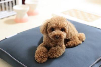 犬を『ペットホテルに何日も預ける』のはダメなこと？考えられるリスクとは