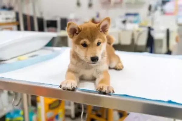なぜ子犬と老犬は麻酔リスクが高い？年齢が手術に与える影響について【獣医が解説】