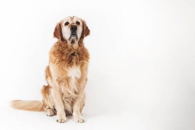 なぜ子犬と老犬は麻酔リスクが高い？年齢が手術に与える影響について【獣医が解説】