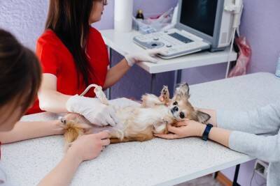 なぜ子犬と老犬は麻酔リスクが高い？年齢が手術に与える影響について【獣医が解説】