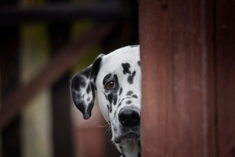 犬も人間のように『悪知恵』を働かせることはある？賢すぎるがゆえの注意点まで解説