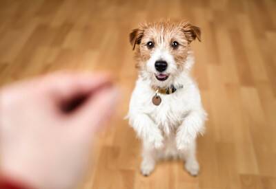犬も人間のように『悪知恵』を働かせることはある？賢すぎるがゆえの注意点まで解説