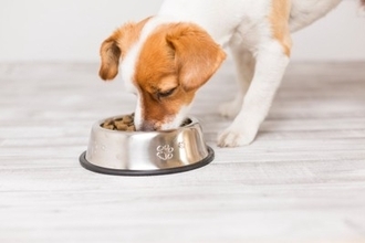 犬の『寿命が伸びている』理由5選　長寿なワンコに共通する習慣とは？
