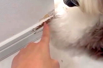 新築の壁が破壊されていたので、大型犬に『誰がしたん？』と質問→あまりにもしらじらしい『態度と表情』が26万再生「顔ｗｗ」「証拠隠滅は草」